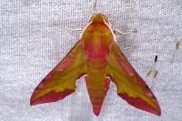 Deilephila porcellus
