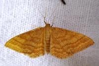Idaea ochrata