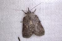 Nycteola columbana
