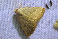 Eublemma polygramma