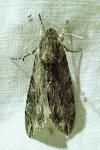 Agrius convolvuli