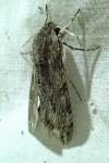 Agrius convolvuli