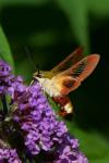 Hemaris fuciformis