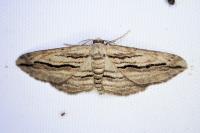 Ecleora solieraria