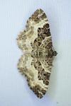 Epirrhoe alternata