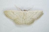 Idaea subsericeata