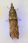 Acrobasis