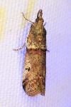 Acrobasis