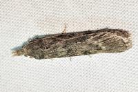Lamoria anella