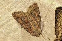 Parastichtis suspecta