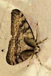 Lymantria dispar