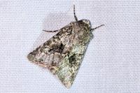 Hecatera