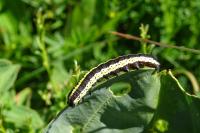 Cucullia lucifuga