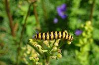 Tyria jacobaeae