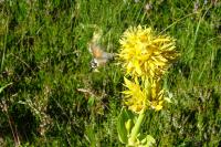 Macroglossum stellatarum