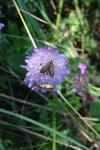 Nemophora metallica