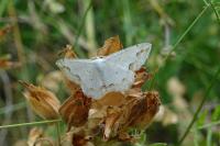 Scopula ornata