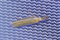 Pleurota aristella