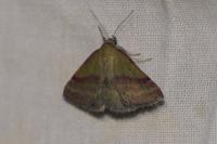 Phytometra viridaria
