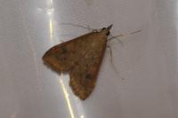 Udea ferrugalis