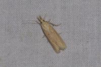 Ematheudes punctella
