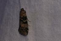 Euzophera pinguis