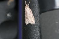 Pachycnemia hippocastanaria