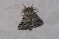 Thaumetopoea pityocampa