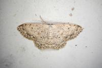 Scopula marginepunctata