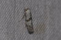 Scythropia crataegella