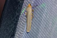 Manulea complana