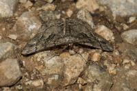 Peribatodes ilicaria