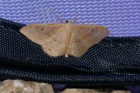 Idaea rubraria