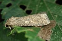 Spodoptera exigua