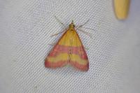 Pyrausta virginalis