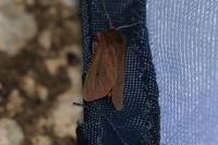 Phragmatobia fuliginosa