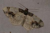 Ligdia adustata