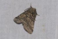 Gluphisia crenata