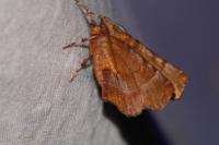 Selenia lunularia