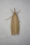 Chilo phragmitellus