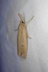 Chilo phragmitellus