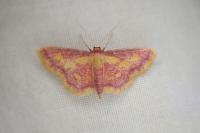 Idaea muricata