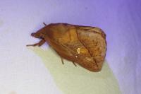 Euthrix potatoria