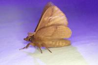 Euthrix potatoria