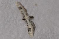 Eupithecia centaureata