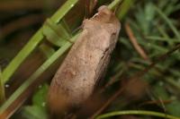 Mythimna ferrago