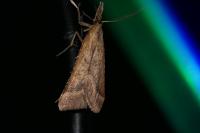 Synaphe punctalis