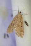 Parapoynx stratiotata
