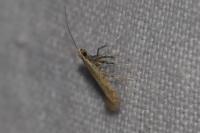 Aspilapteryx limosella
