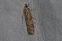 Homoeosoma sinuella